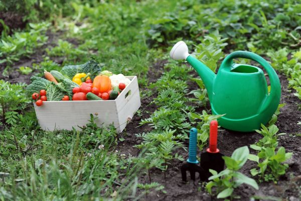 Kitchen Garden