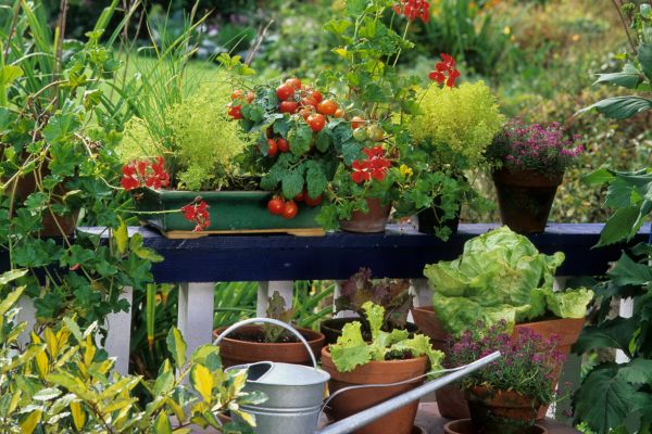 Balcony Garden